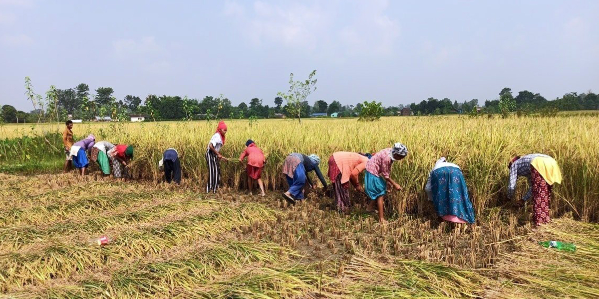 कैलालीका किसान धान भित्र्याउन व्यस्त
