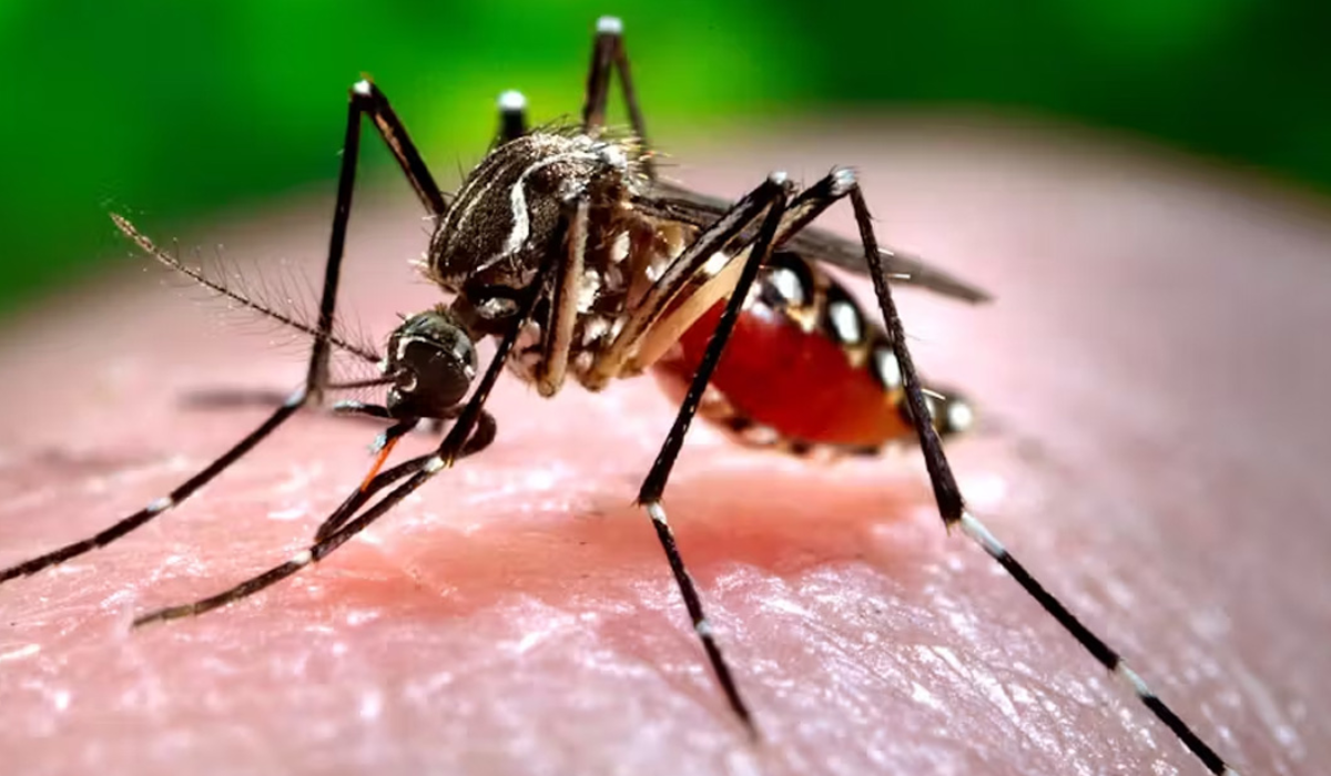 चितवनमा जापानिज इन्सेफ्लाइटिसबाट पाँच महिनामा ६ जनाको मृत्यु