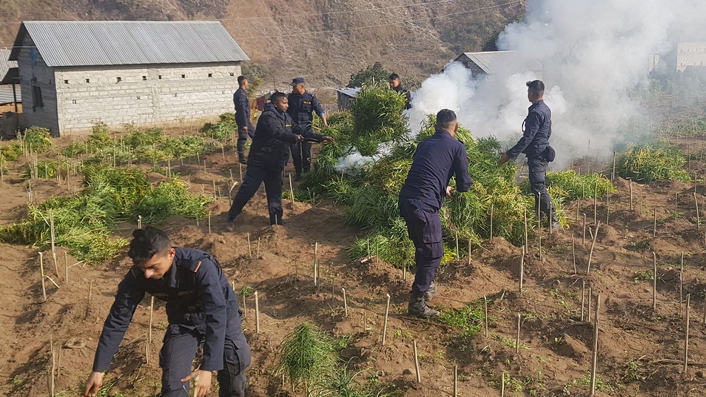 मकवानपुरमा प्रहरीद्वारा ६ बिघामा लगाइएकाे गाँजाखेती नष्ट 