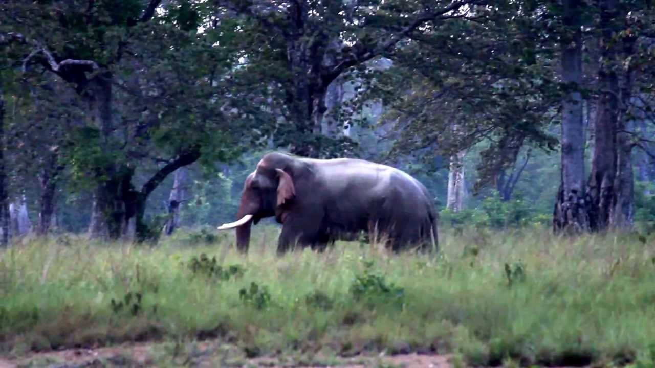 गर्मी छल्न ३ वर्षिय छोरीसँग आँगनमा सुतेकी थिइन् चन्द्रा, हात्तीले कुल्चेर लियो दुबैकाे ज्यान