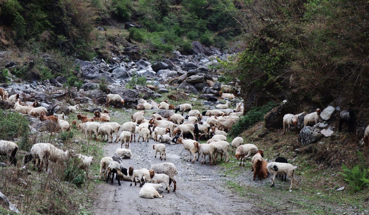बाजुराको स्वामिकार्तिकमा चट्याङ पर्दा ३९ बाख्रा मरे
