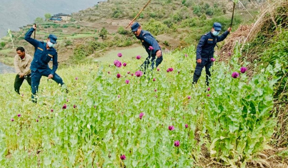 रुकुमपूर्वमा करिब ८० रोपनी क्षेत्रफलमा लगाइएको अफिम खेती प्रहरीले नष्ट गर्‍यो