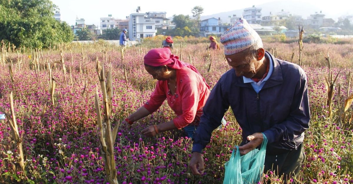 तिहारका लागि मखमली माला गाँस्दै गुण्डुका किसान
