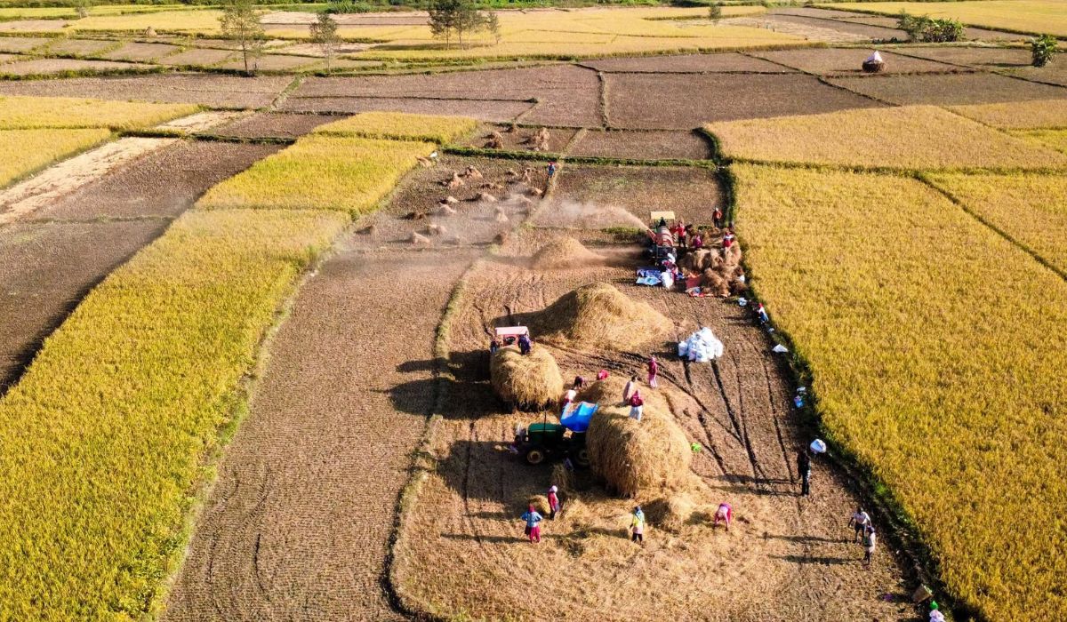 मौसम प्रतिकूल बन्ने संकेत, तीन दिन धान नकाट्न सरकारको आग्रह