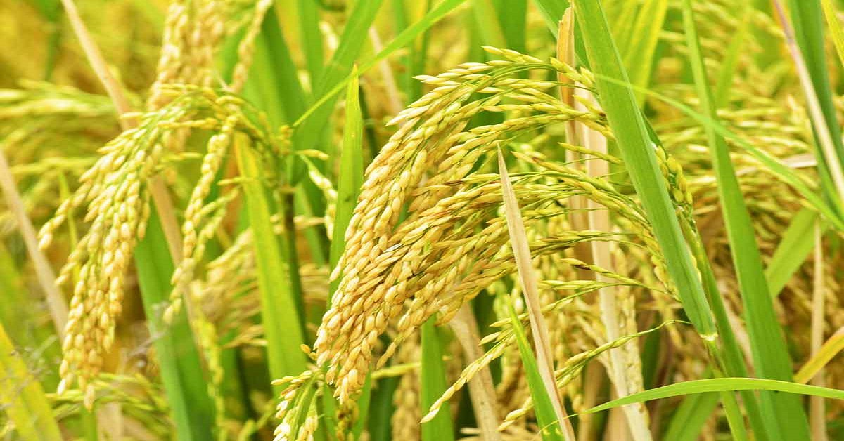 धानमा गबारोको समस्या