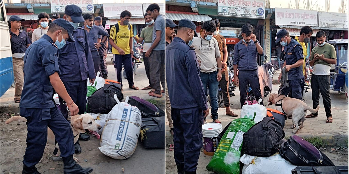 सीमा र बसपार्क क्षेत्रमा कुकुरसहित चेकजाँच गर्दै कैलाली प्रहरी