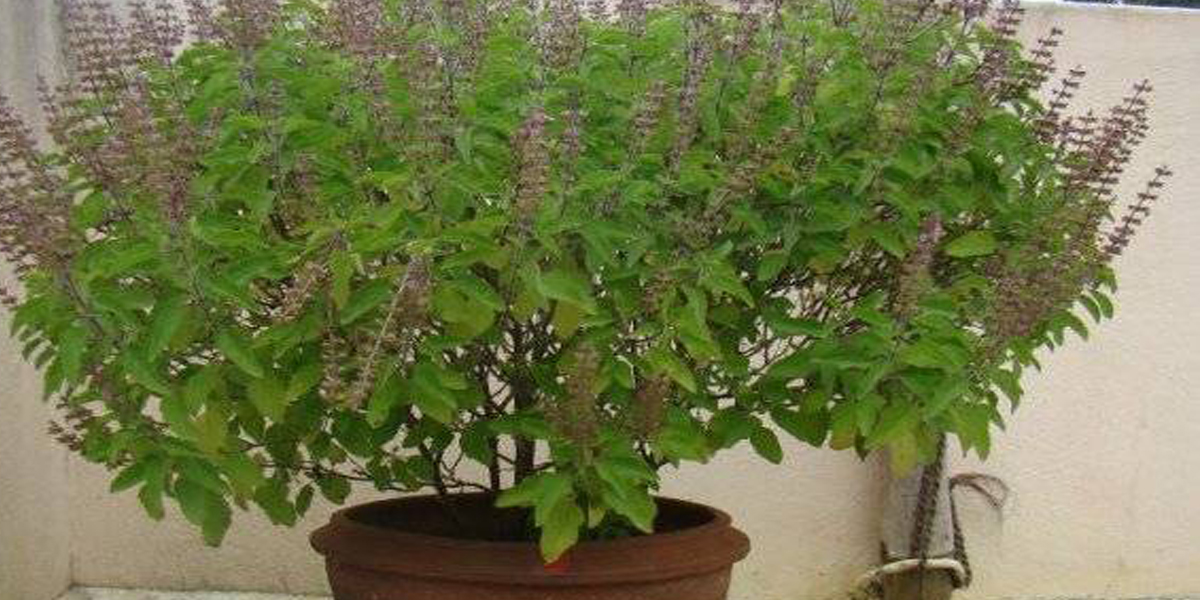 हरिबोधिनी एकादशी : तुलसीको विवाह गरी मनाइँदै