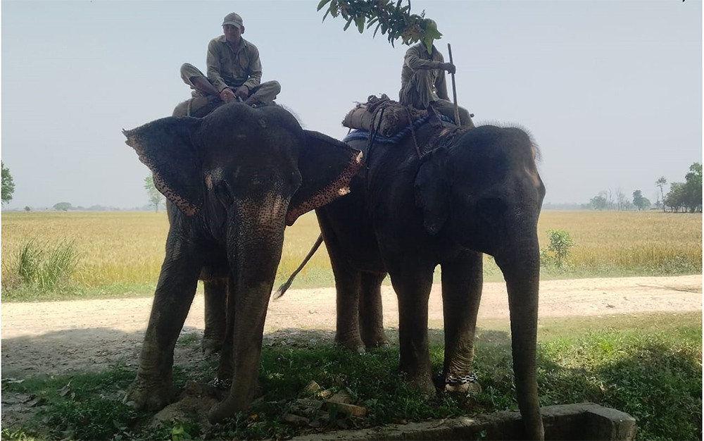 बिक्री गर्न भारततर्फ लगिएको हात्तीसहित तीन जना पक्राउ