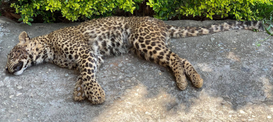 डाँफे सामुदायिक वनमा चितुवा  मृत  फेला