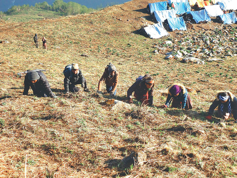 डोल्पामा १० जेठदेखि यार्सागुम्बा संकलन गर्न पाइने