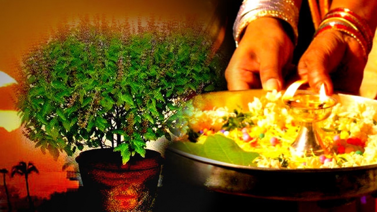 घर घरमा तुलसीको दल राखिँदै